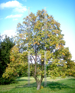 Picture of Tilia mongolica 