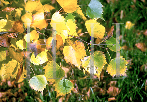 Picture of Tilia mongolica 