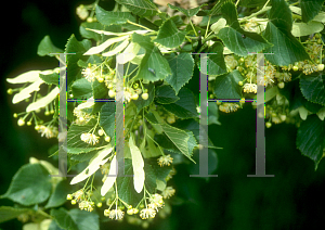 Picture of Tilia platyphyllos 