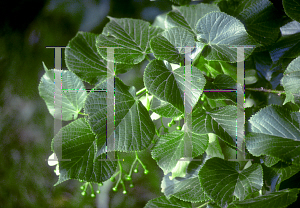 Picture of Tilia platyphyllos 