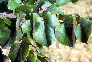 Picture of Tilia tomentosa 