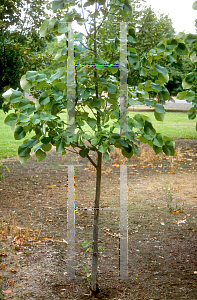 Picture of Tilia tomentosa 'Sterling'