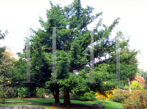 Picture of Torreya nucifera 