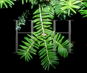 Picture of Torreya nucifera 