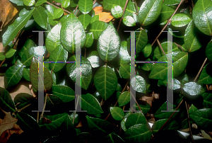 Picture of Trachelospermum jasminoides 