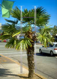 Picture of Trachycarpus fortunei 