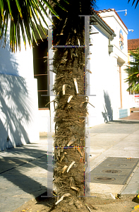 Picture of Trachycarpus fortunei 