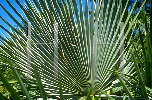 Picture of Trithrinax acanthocoma 