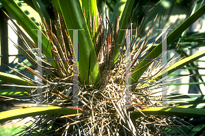 Picture of Trithrinax acanthocoma 