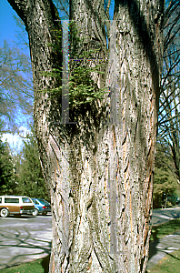 Picture of Tsuga canadensis 