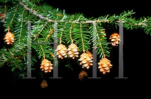 Picture of Tsuga canadensis 