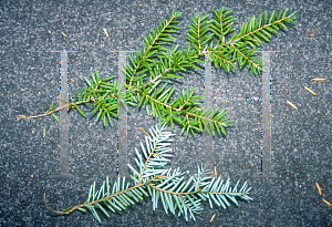 Picture of Tsuga heterophylla 