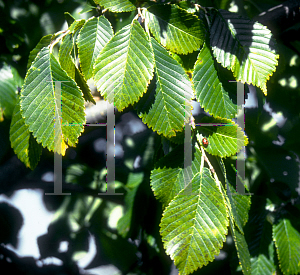 Picture of Ulmus x 'Morton (Accolade)'