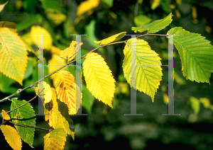 Picture of Ulmus americana 