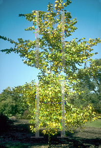 Picture of Ulmus americana 