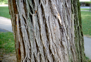 Picture of Ulmus americana 