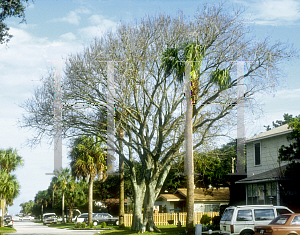 Picture of Ulmus americana var. floridana 