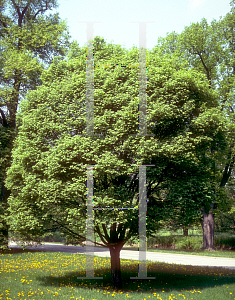 Picture of Ulmus carpinifolia 'Umbraculifera'