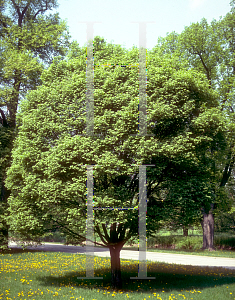 Picture of Ulmus carpinifolia 'Umbraculifera'