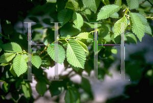 Picture of Ulmus carpinifolia 'Umbraculifera'