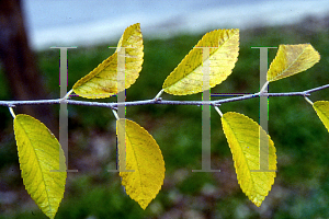 Picture of Ulmus crassifolia 