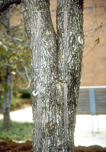 Picture of Ulmus crassifolia 