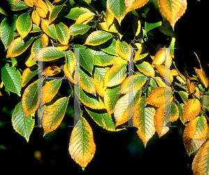 Picture of Ulmus davidiana 