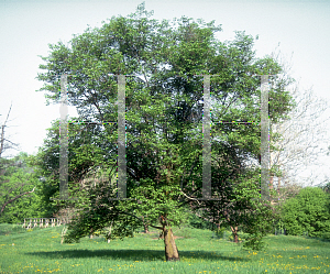 Picture of Ulmus davidiana 