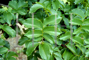 Picture of Ulmus glabra 