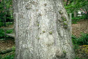 Picture of Ulmus glabra 