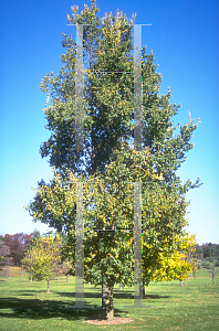 Picture of Ulmus x hollandica 'Bea Schwarz'