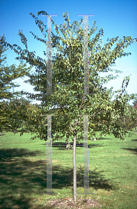 Picture of Ulmus x 'Homestead'