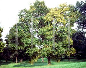 Picture of Ulmus japonica 
