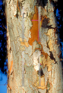 Picture of Ulmus parvifolia 