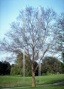 Picture of Ulmus parvifolia 