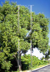 Picture of Acacia auriculiformis 