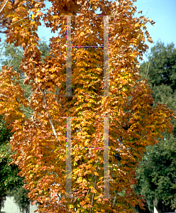 Picture of Acer saccharum ssp. floridanum '~Species'