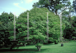Picture of Acer cissifolium 