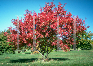 Picture of Acer tataricum ssp. ginnala 