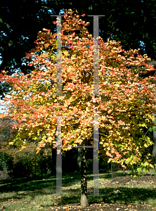 Picture of Acer saccharum ssp. grandidentatum 