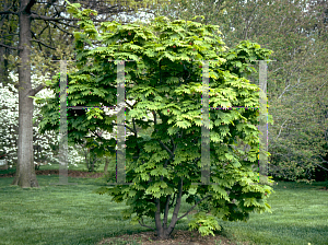 Picture of Acer japonicum 'Vitifolium'