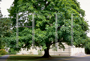 Picture of Acer macrophyllum 