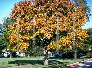 Picture of Acer miyabei 