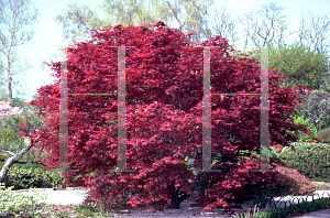 Picture of Acer palmatum 'Atropurpureum'