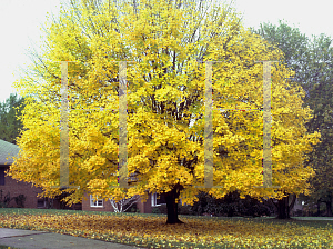 Picture of Acer platanoides 