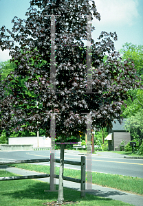 Picture of Acer platanoides 'Crimson King'