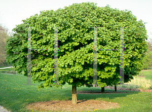 Picture of Acer platanoides 'Globosum'