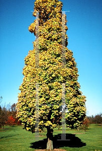 Picture of Acer platanoides 'Erectum'
