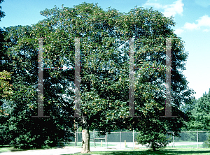 Picture of Acer pseudoplatanus 