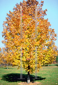 Picture of Acer saccharum 